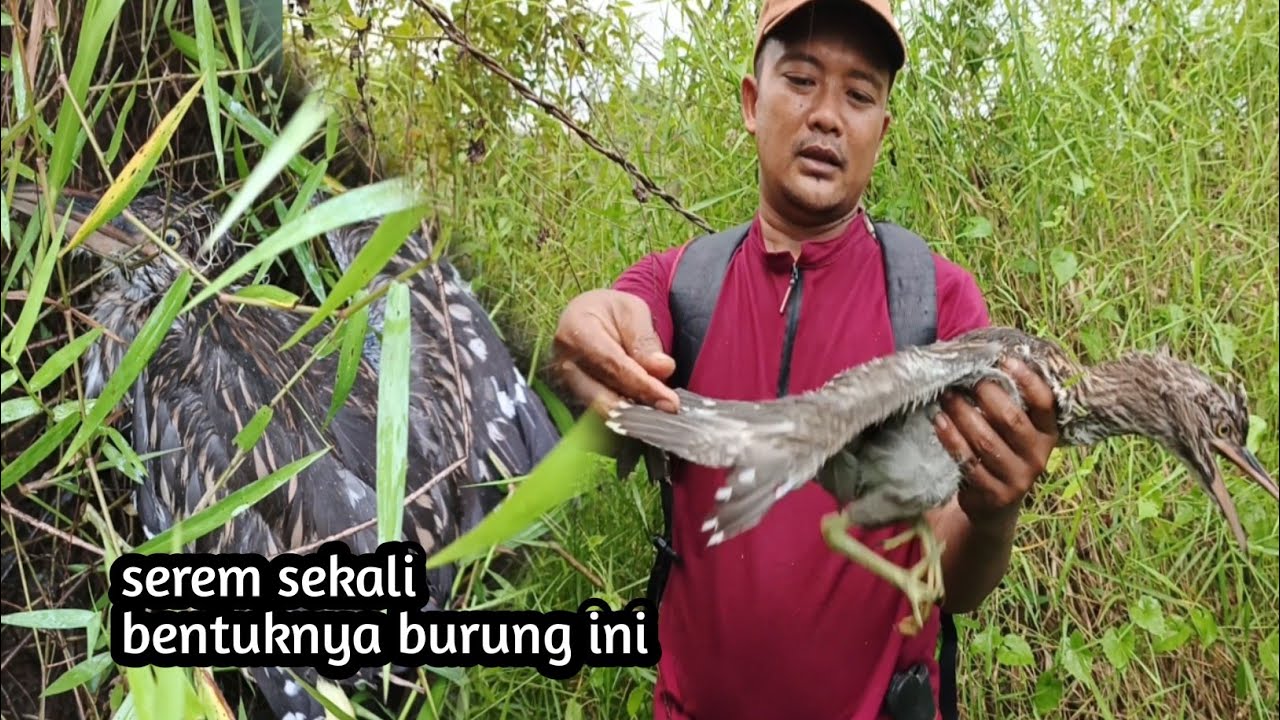 Mbolang di lokasi ini stok burung unik gak ada abisnya! Ada yang bentuknya serem