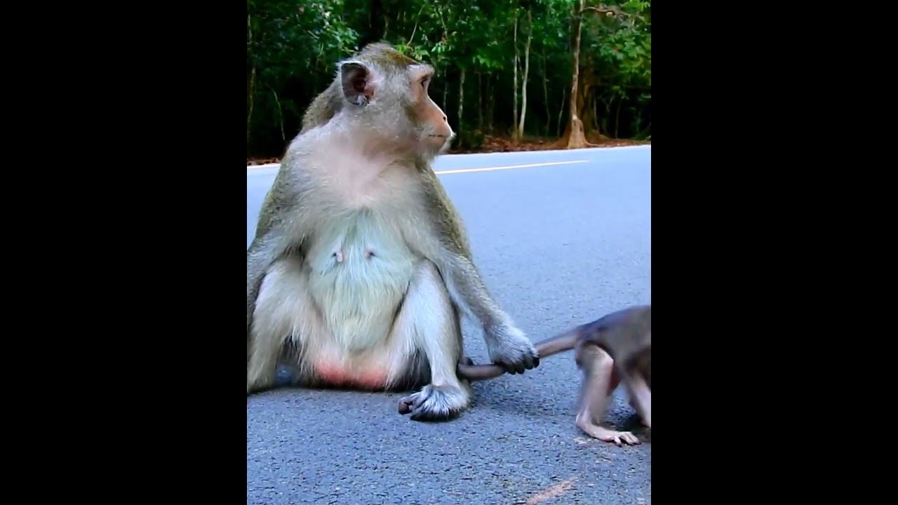 Amazing cute baby monkey 2023
