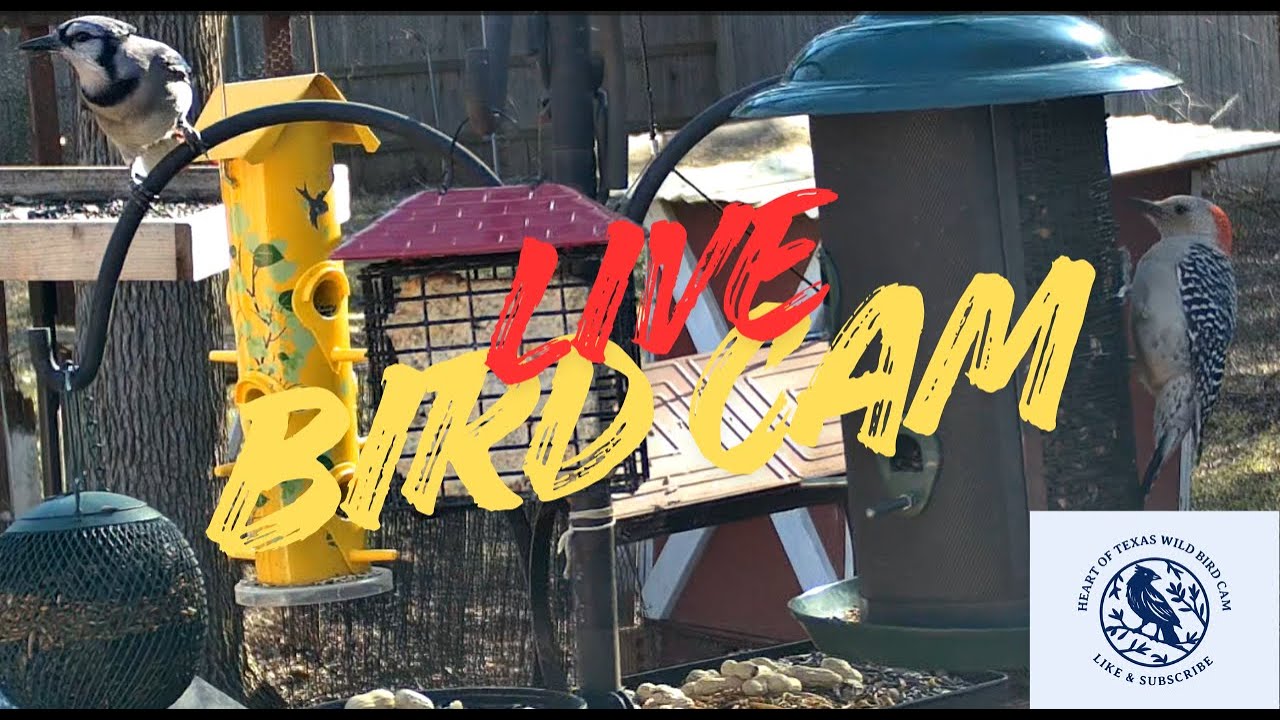 Live Wild Bird Cam and Fountain  Deep in the Heart of Texas!  Feb 19