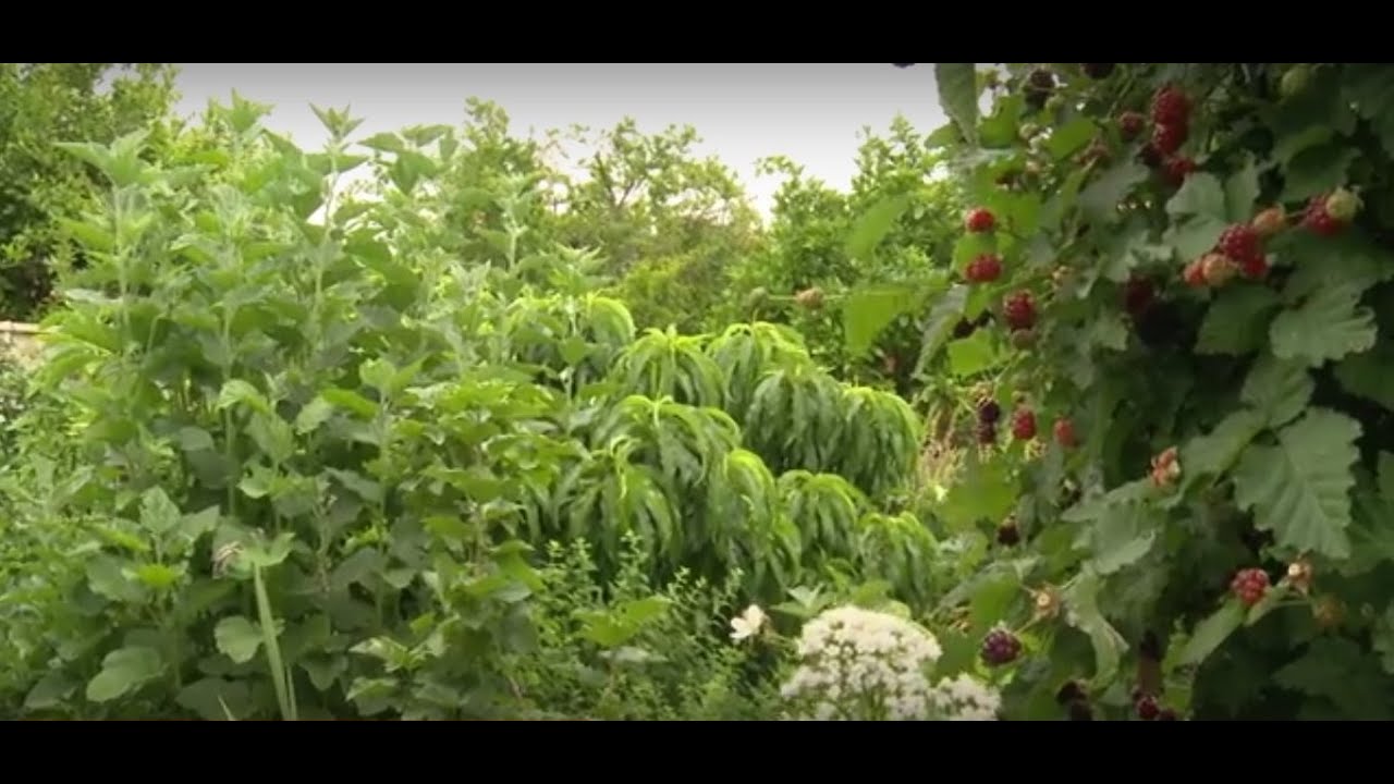 BackyardForestGarden- Sustainable Gardening Australia (SGA)