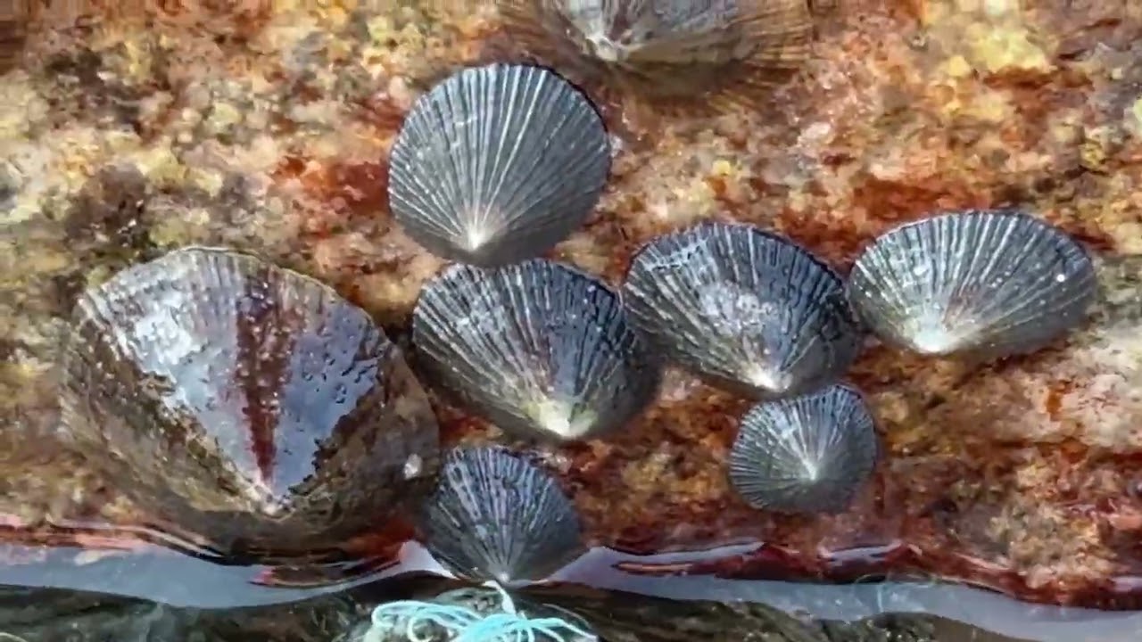 Tide pool magic: shells & crabs ruling the rocks! 🌅🐚