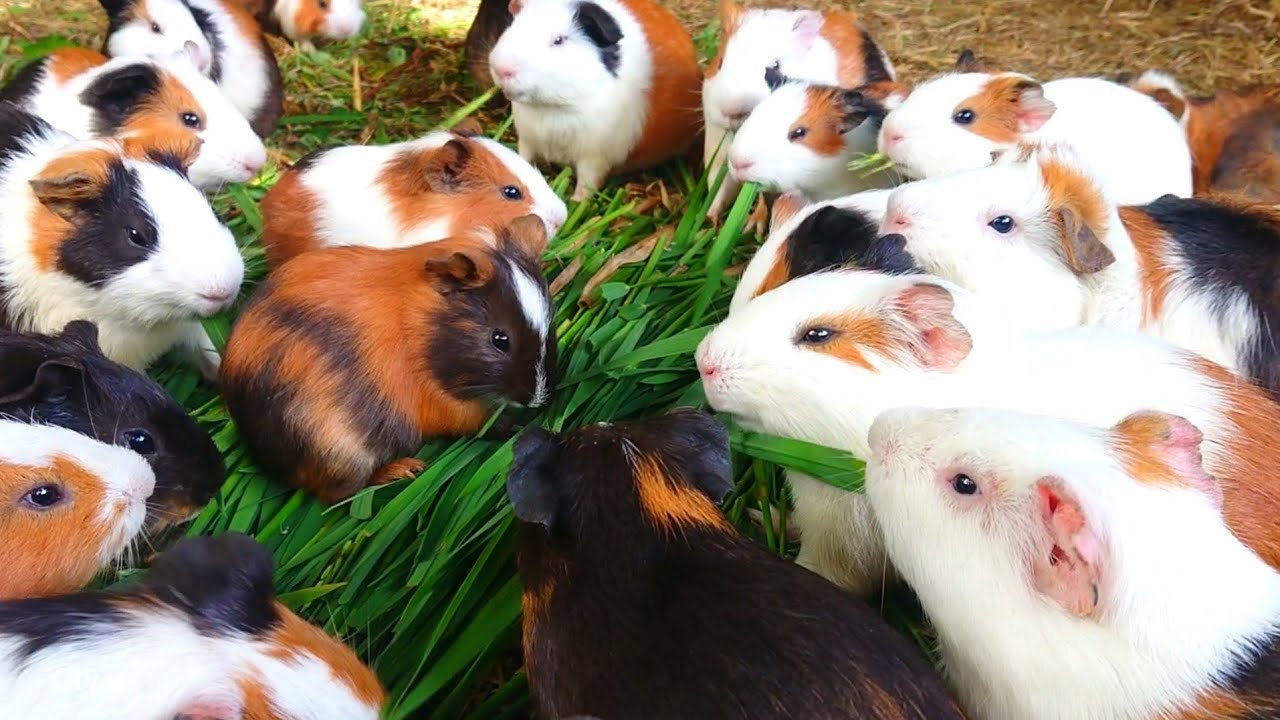 Guinea pig asmr eating, guinea pig morning routines, guinea pig eating grass, cute animal asmr 