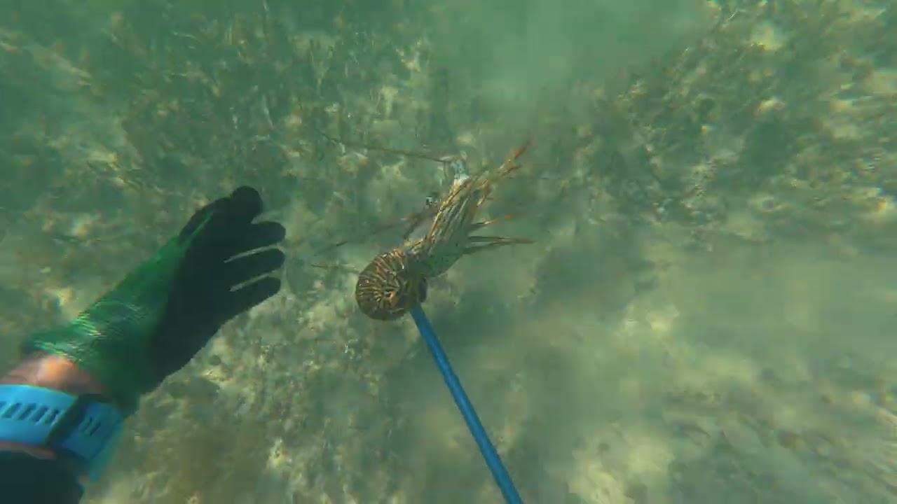 Bahia Honda short lobster