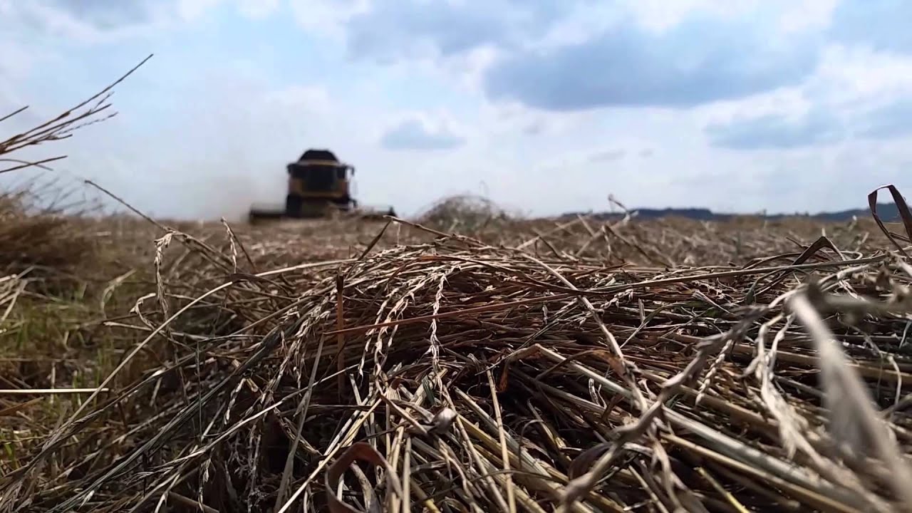 Récolte du Ray Grass de Semence.