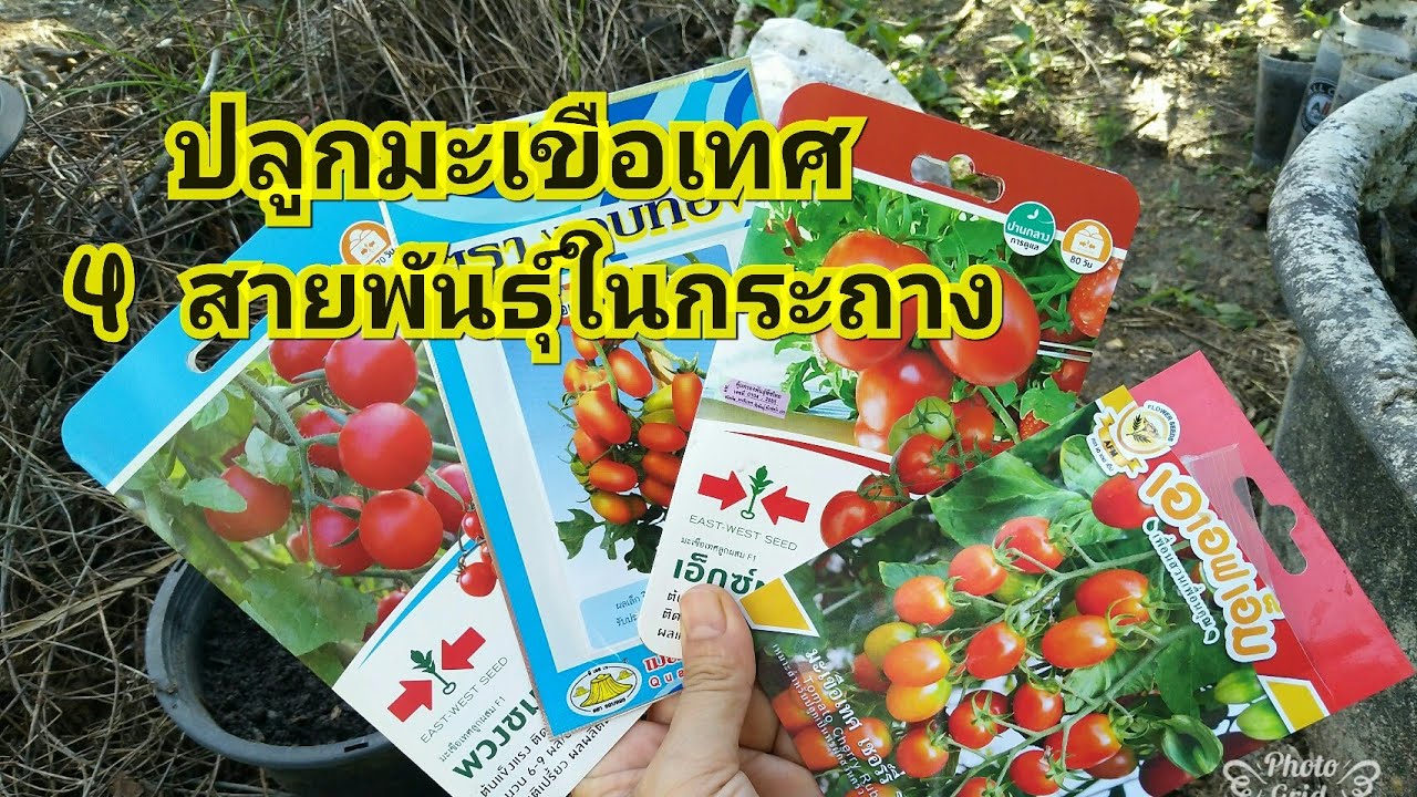 ปลูกมะเขือเทศในกระถาง