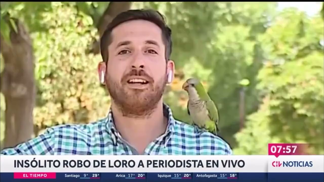 Una cotorra argentina 