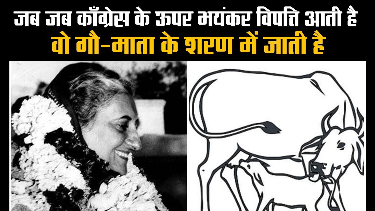 Whenever Congress faces an existential threat, it resorts to cow politics