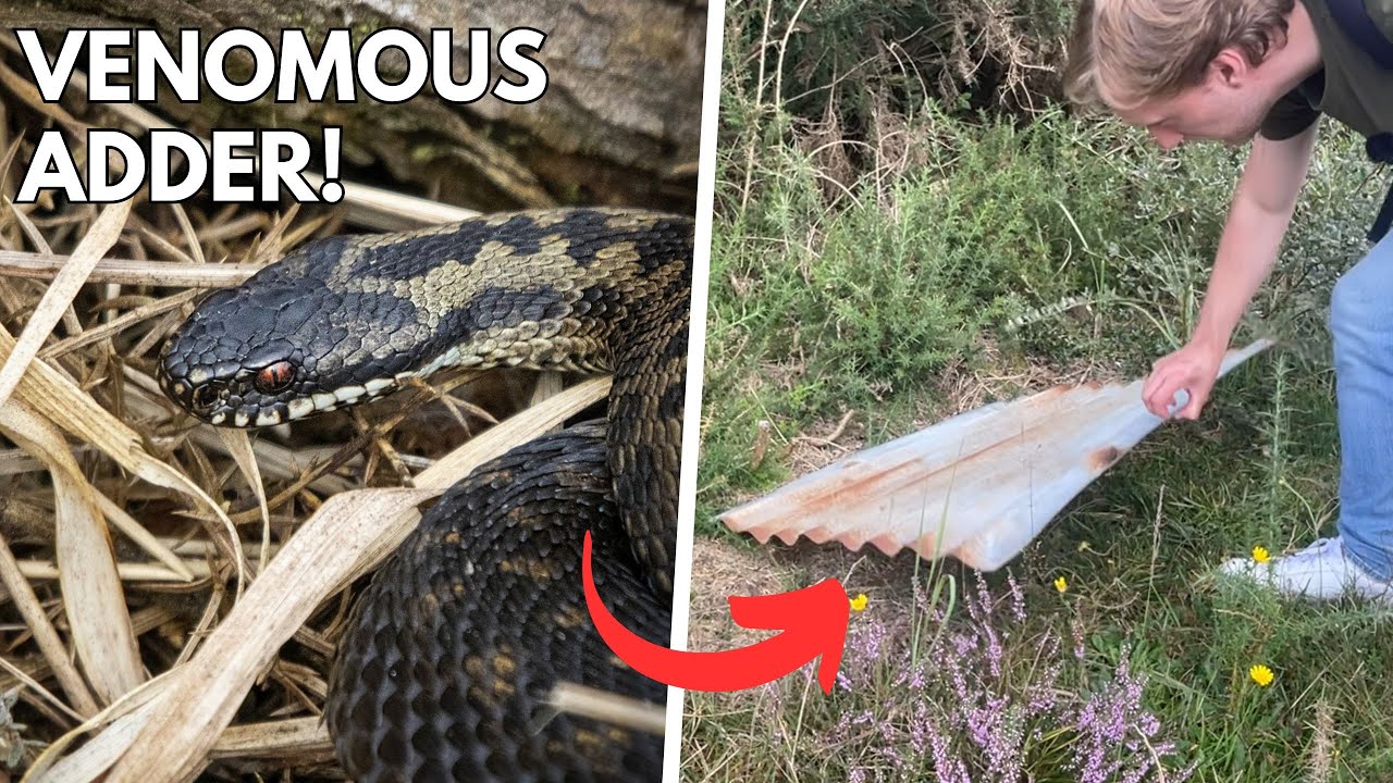 I Found Britain&rsquo;s Only Venomous Snake!