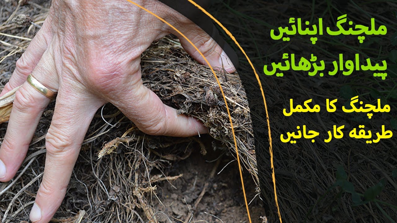 What is Mulching?  - ملچنگ کیا ہے اور کیسے کی جاتی ہے - |BaKhabar Kissan|