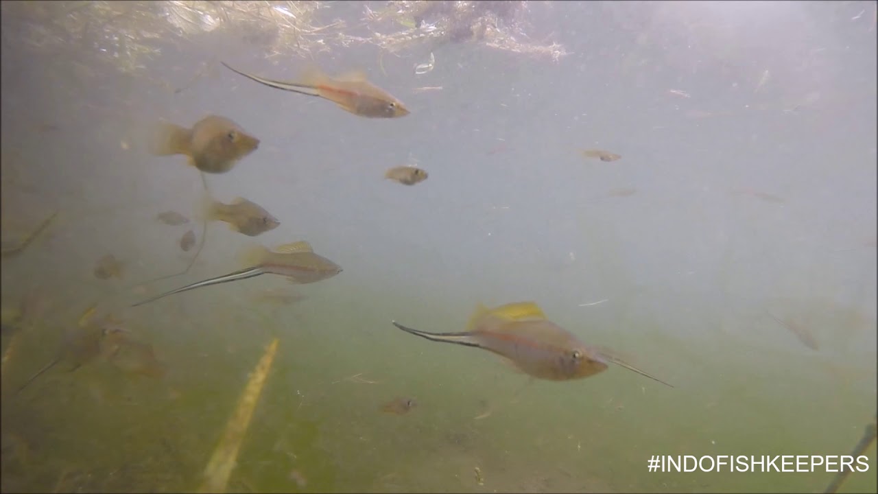 A LAKE FULL OF GREEN SWORDTAIL!!
