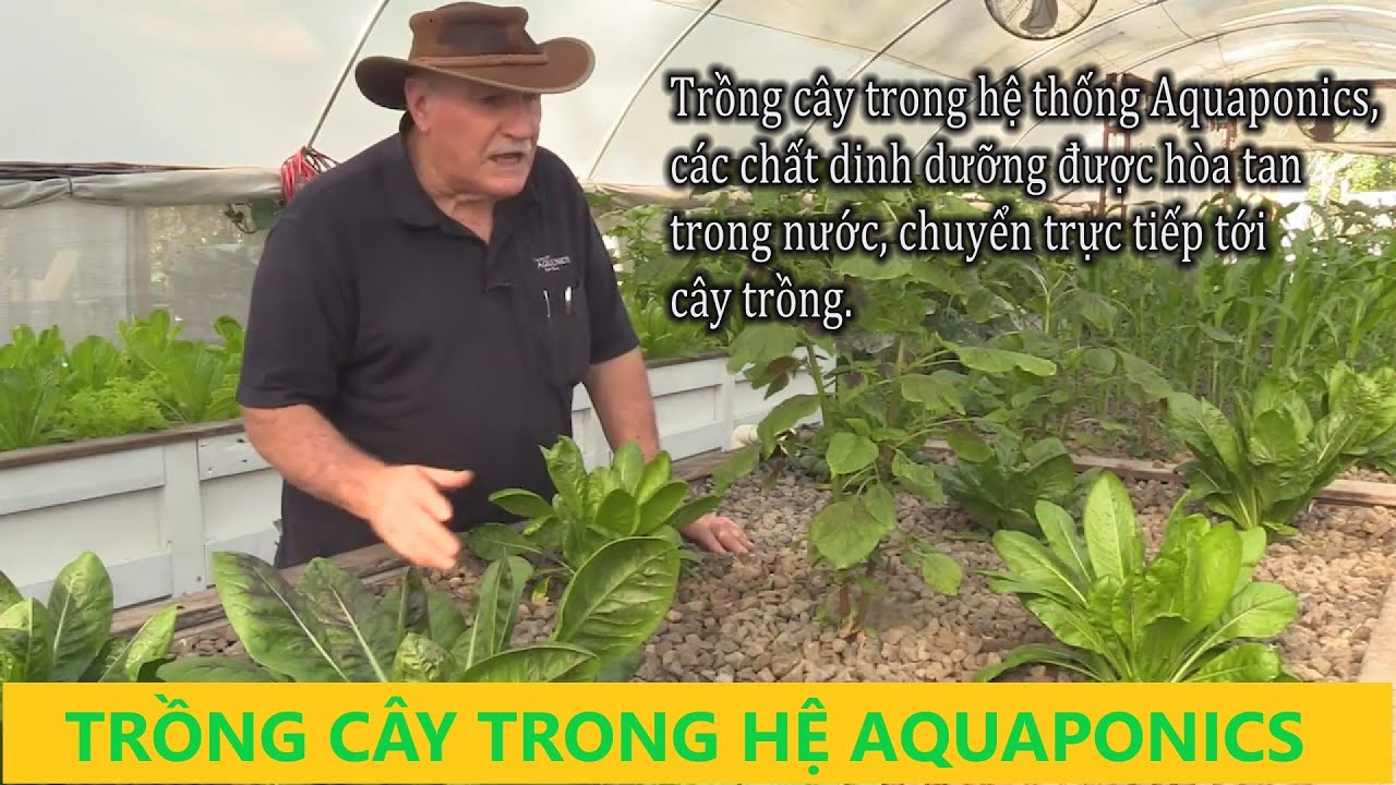 AQUAPONICS: Những điều cần lưu ý khi TRỒNG CÂY trong hệ Aquaponics...