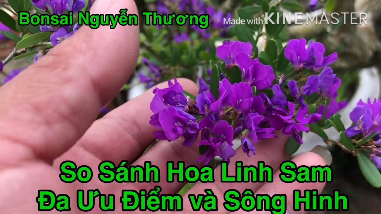 So S&aacute;nh Hoa Linh Sam Đa Ưu Điểm V&agrave; s&ocirc;ng hinh.