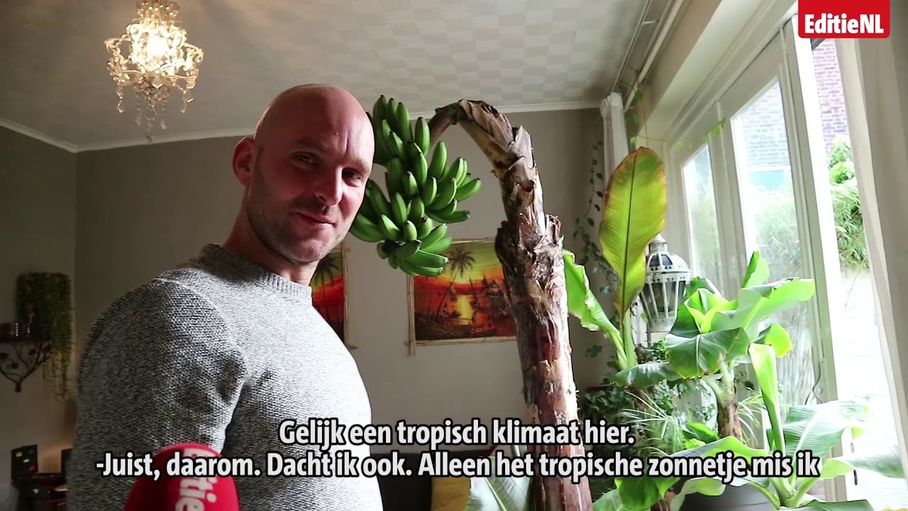 Zó krijg je 90 bananen aan je plant - EDITIE NL