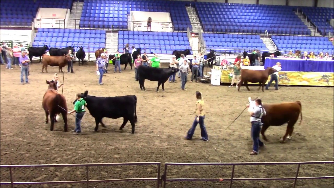 4-H Beef Showmanship