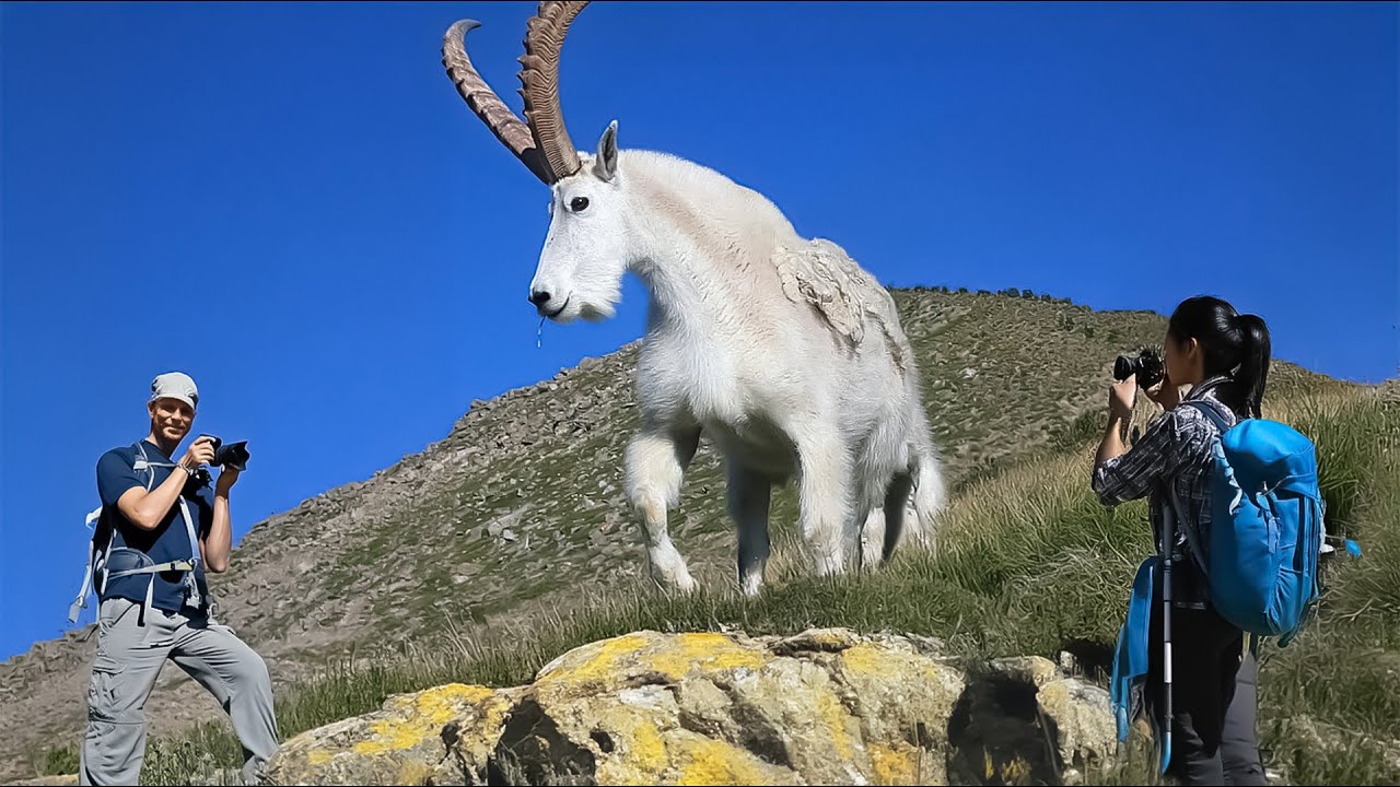 Top 10 G.O.A.T. Goat Breeds