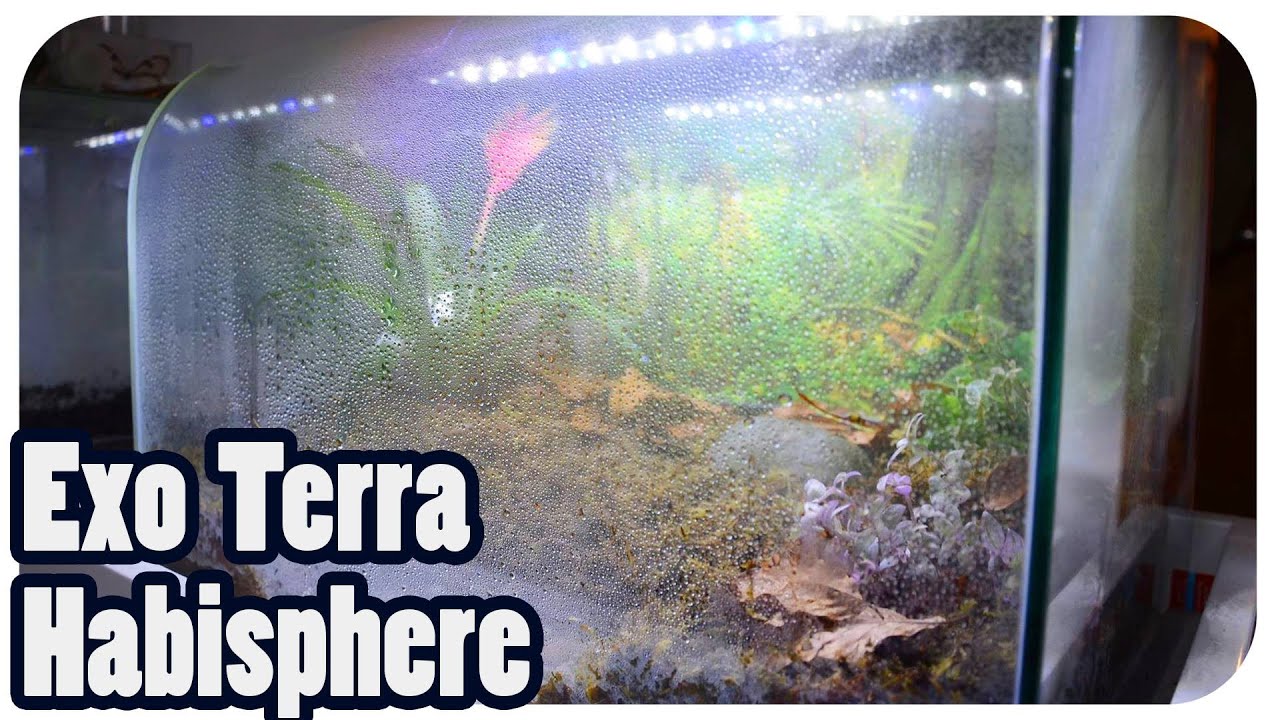 Exo Terra Habisphere - Erste Eindrücke, Einrichtung