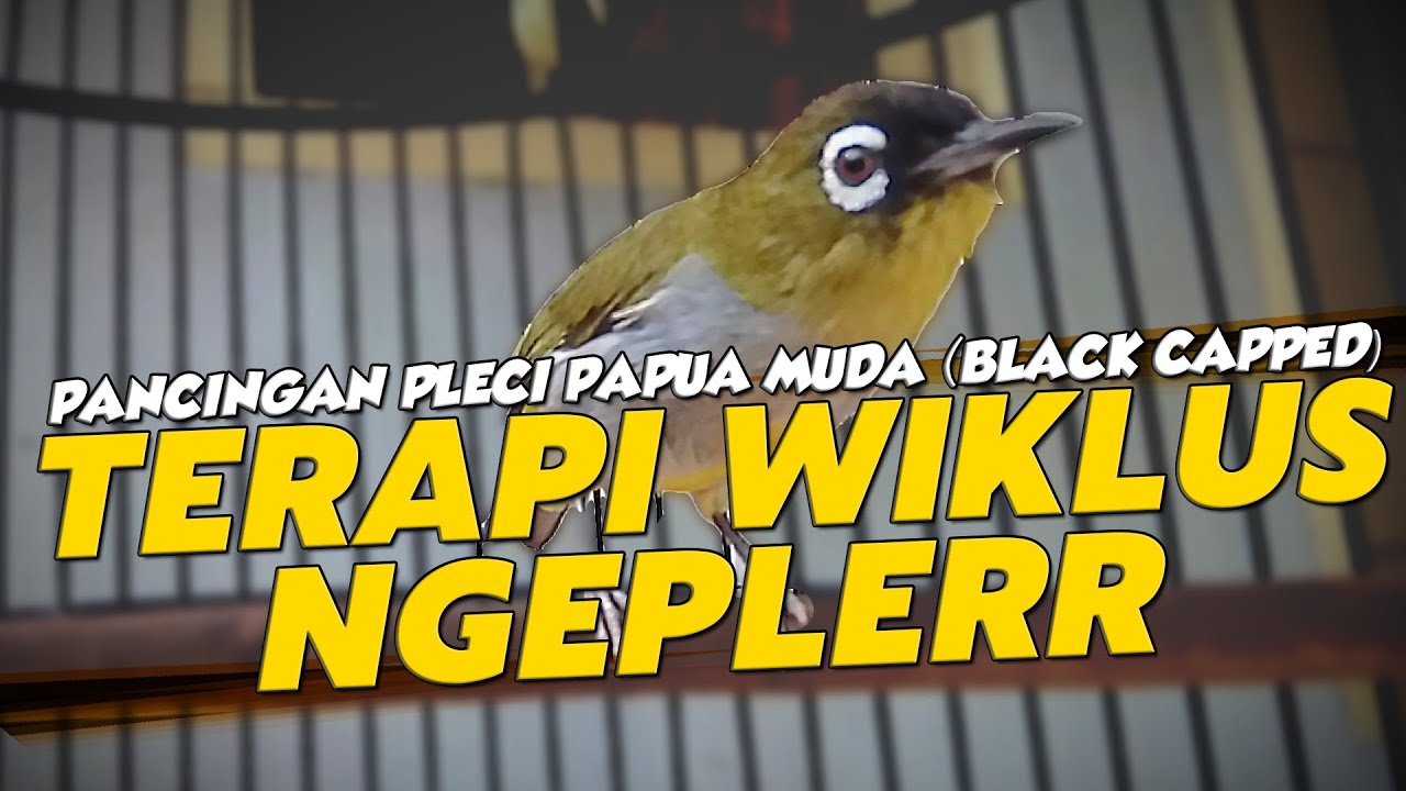 AKHIRNYA!!! TERAPI PLECI PAPUA NGERIWIK HALUS (WIKLUS)