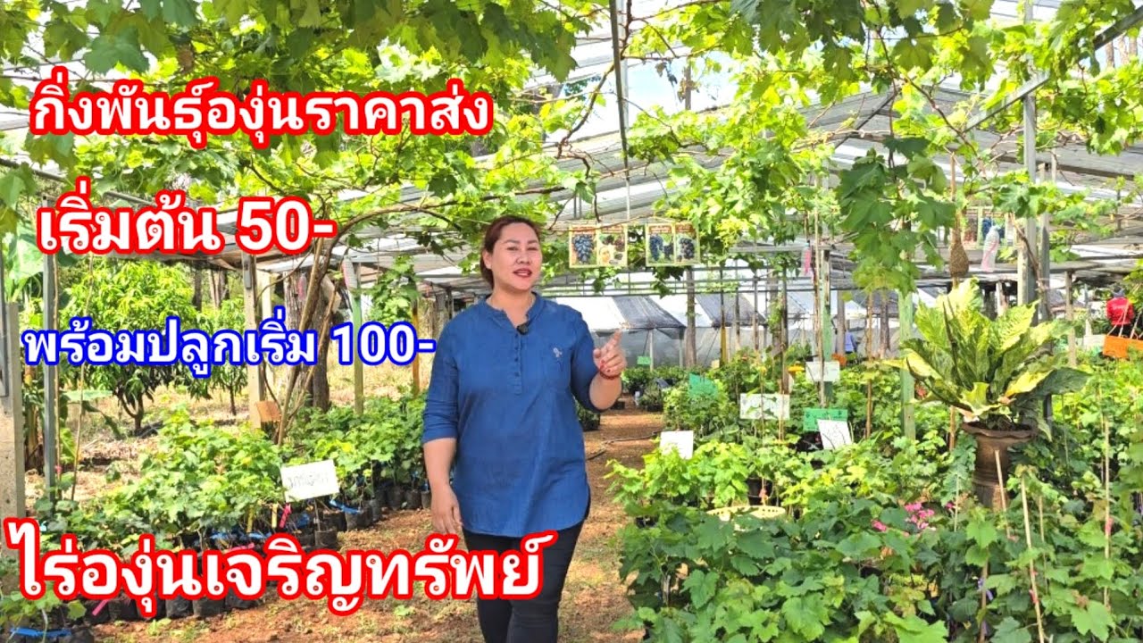 ต้นพันธุ์องุ่นราคาส่ง ใหญ่สุดในอีสาน มีสายพันธุ์มหม่เข้ามาแล้ว ใครหาอยู่ไม่ควรพลาด