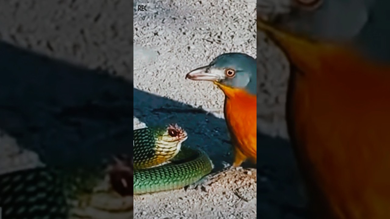 Bird is eating snake | Bird vs Snake 😲😳 #shorts #birds #snake