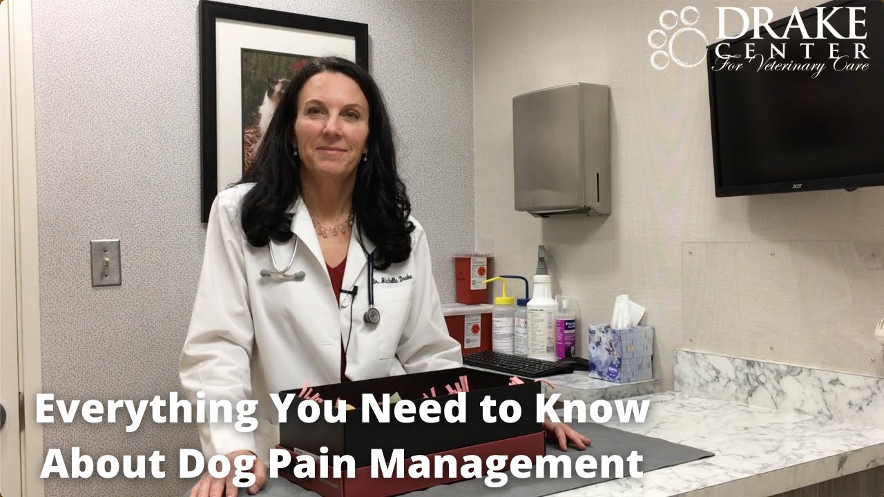 Everything You Need to Know About Dog Pain Management
