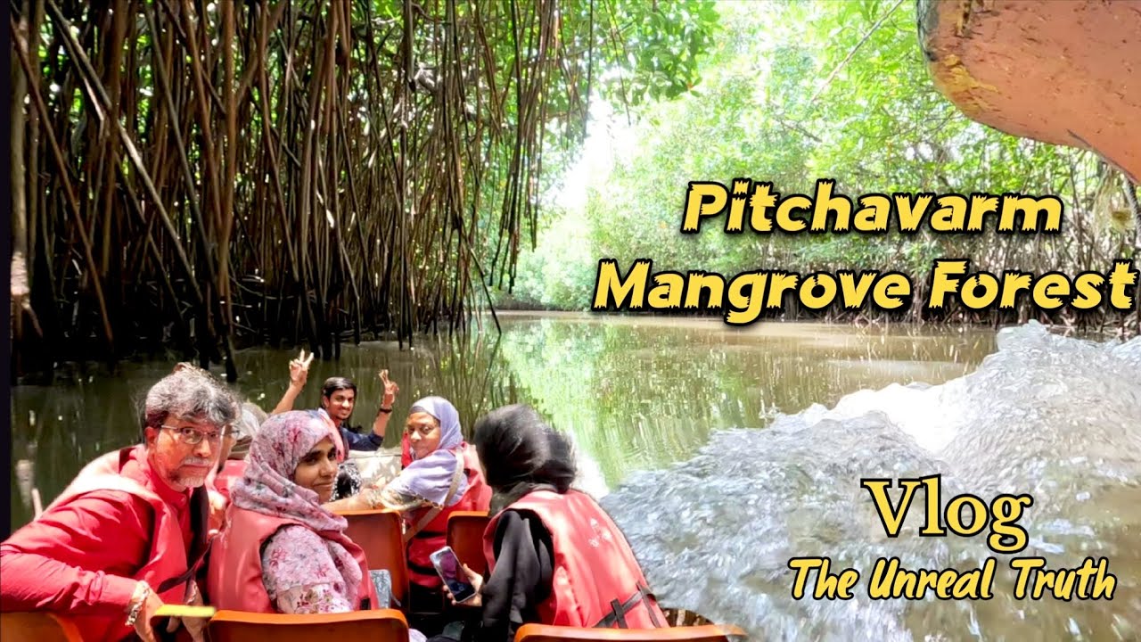 Into the Mangroves🚣🏻 Nature’s Hidden Paradise💚 The Lungs of coast ✨