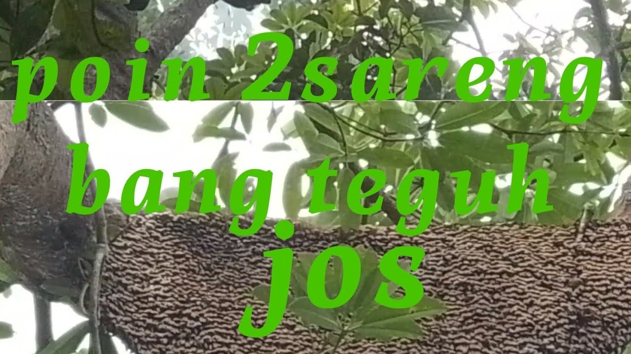 Poin 2sarang madu jumbo 👍