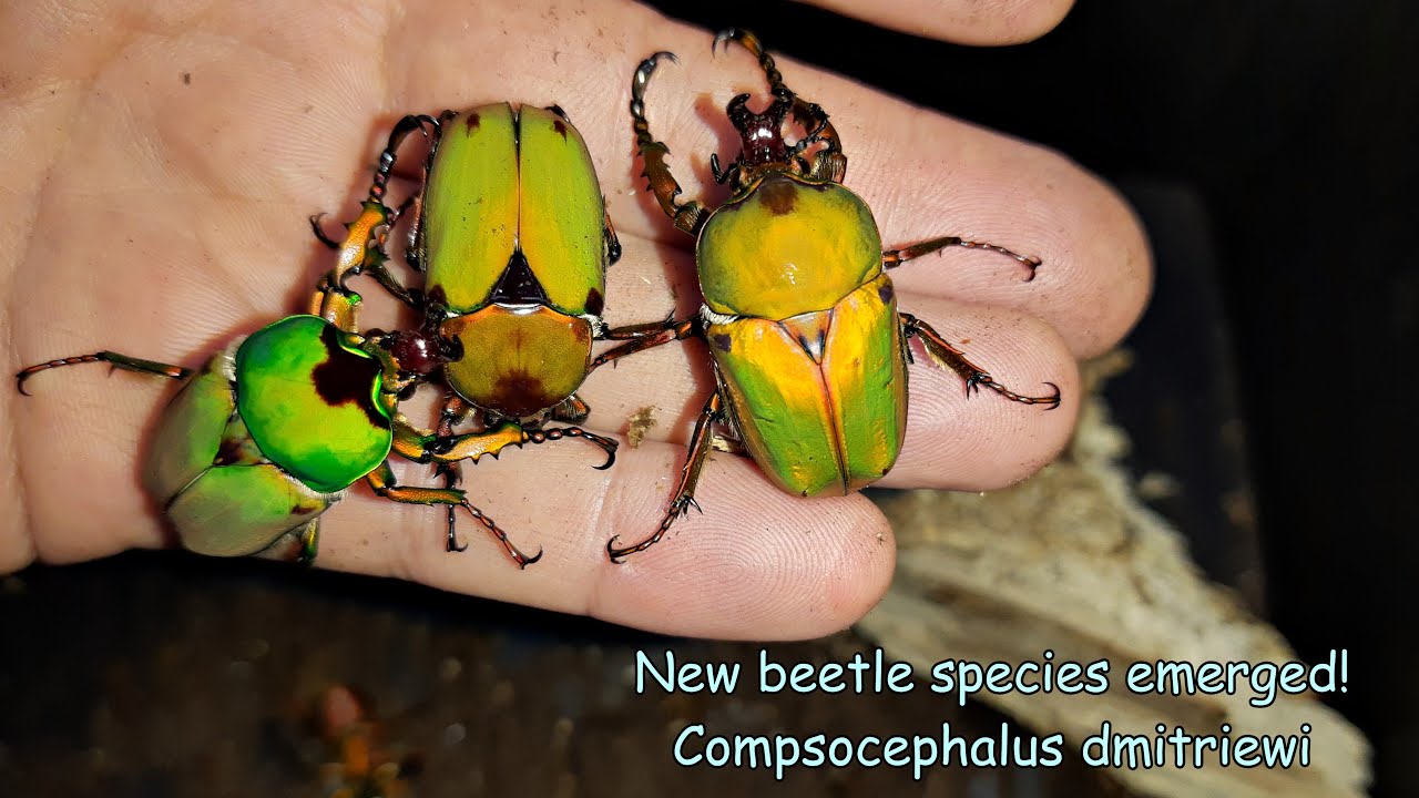 Compsocephalus dmitriewi fresh adult beetles!