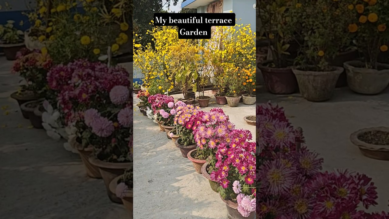 My Terrace Flower Garden | Flower Garden Overview | Flower Garden in Rooftop 