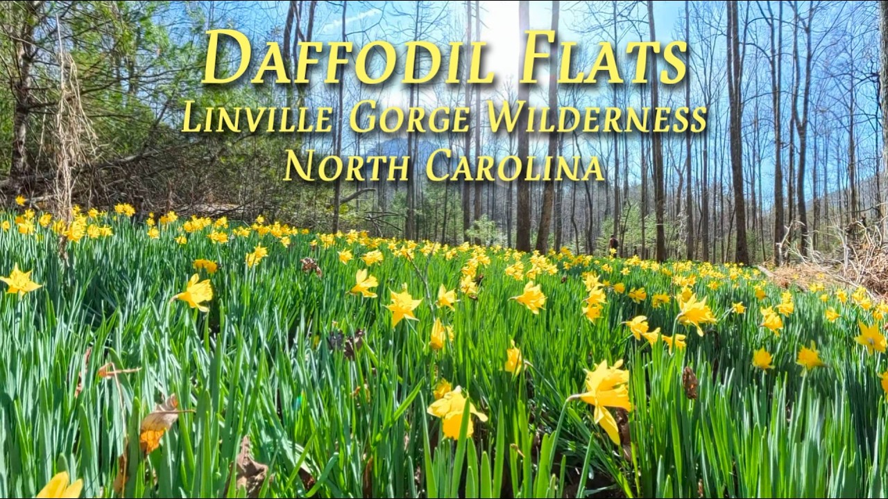 Жилой комплекс Daffodil Flats (через Pinch In)
