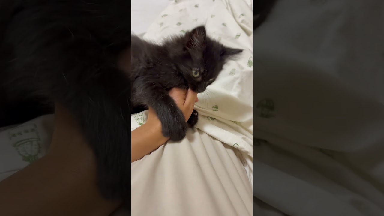 サナダムシに寄生された子猫のその後について【猫条虫】
