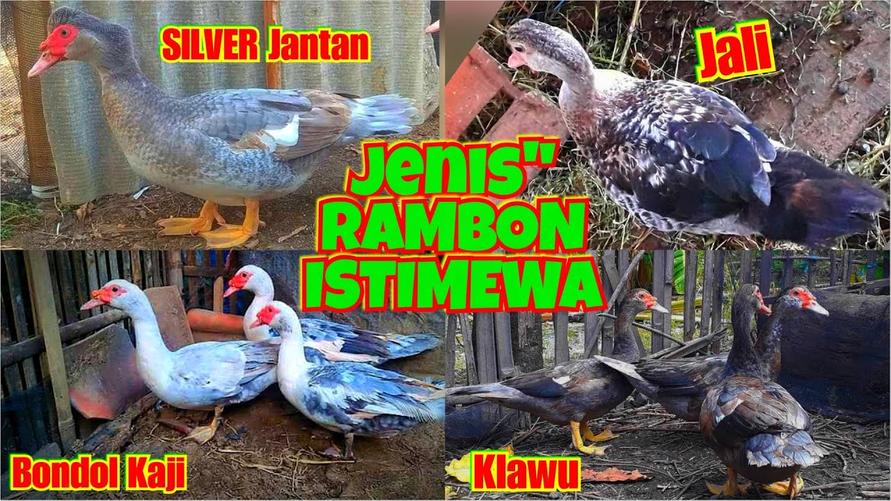 Warna-warna Entok jenis RAMBON