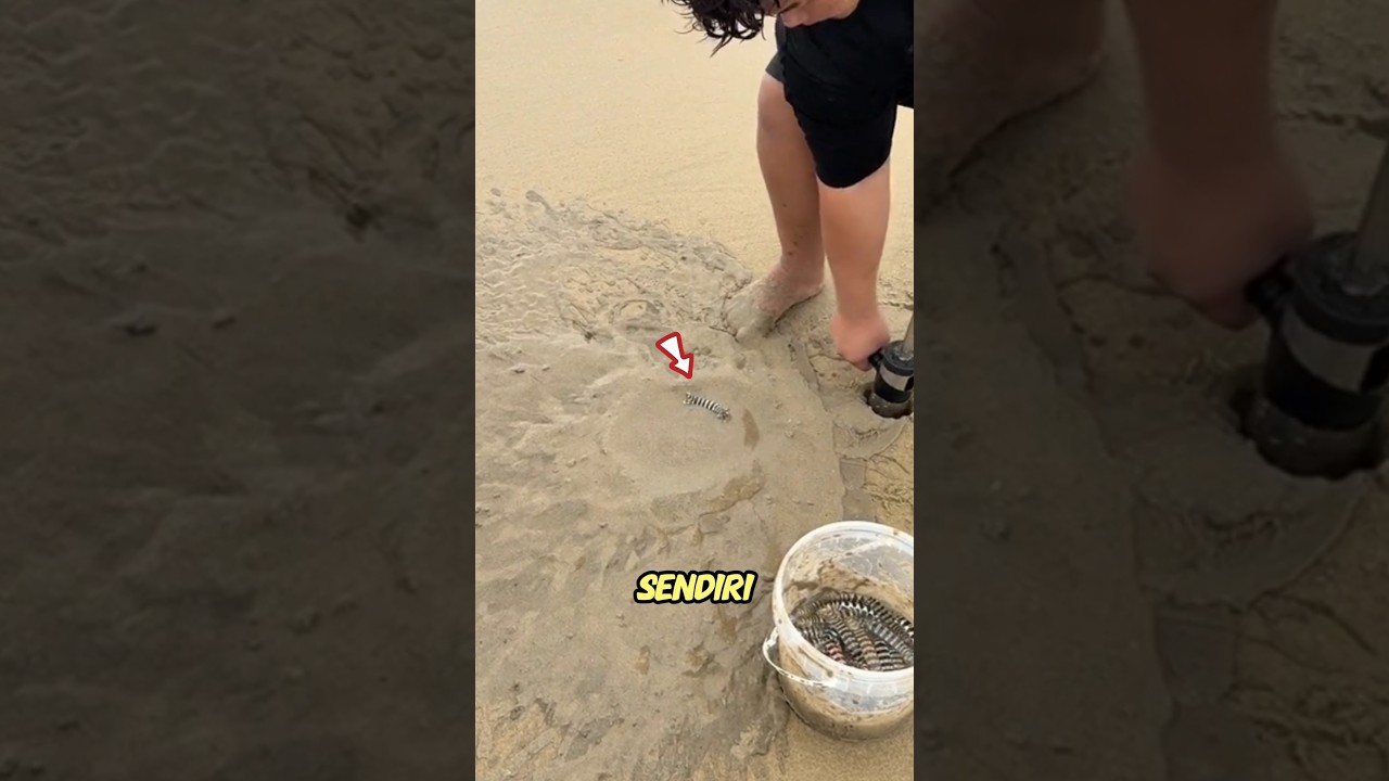 orang ini ngumpulin cacing laut buat apa #shortsvideo