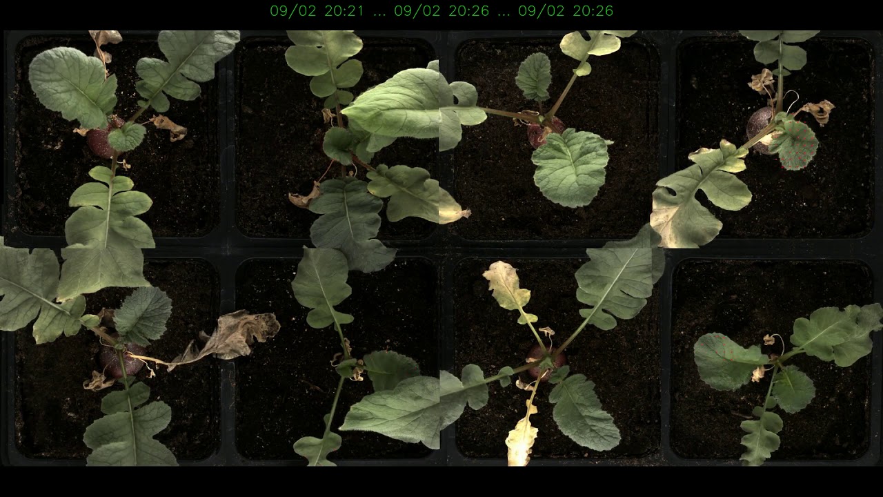 Plant Drought Recovery Timelapse With Motion Vectors
