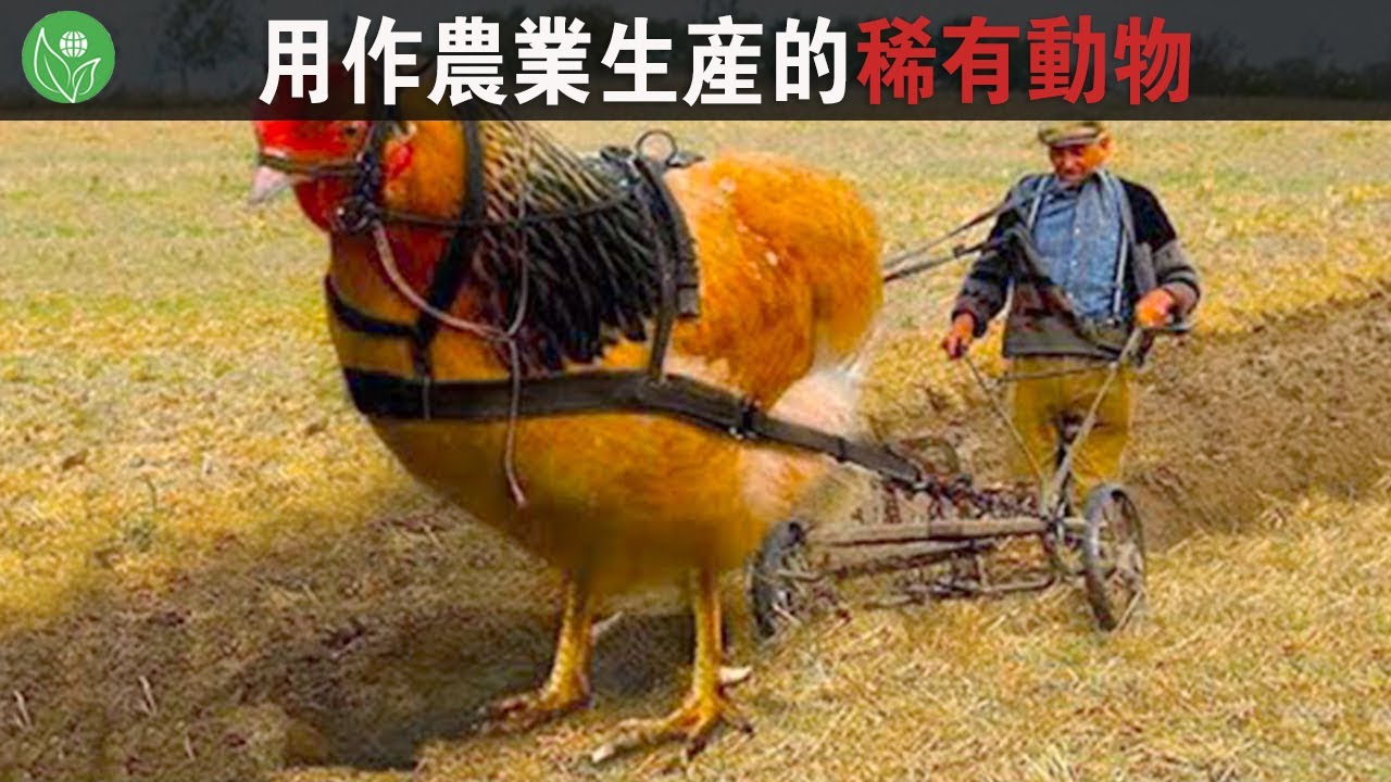10種地球上用作農業生產的最稀有動物，我無法相信自己的眼睛