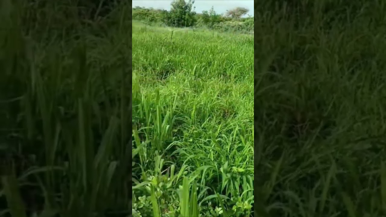 irrigation de notre fourrage, le maralfalfa  chez Louma3.0 #agriculture #nature #senegal #africa