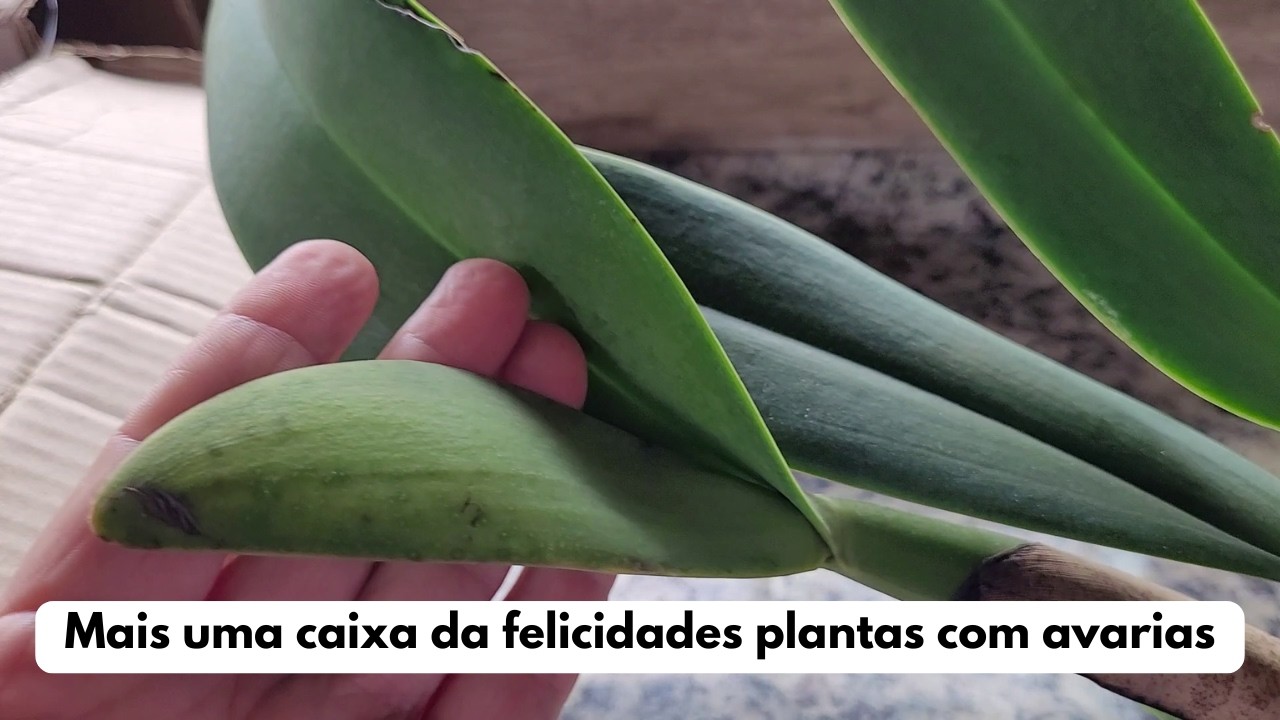 Dicas Dona Maria - Mais uma caixa da felicidades plantas com avarias