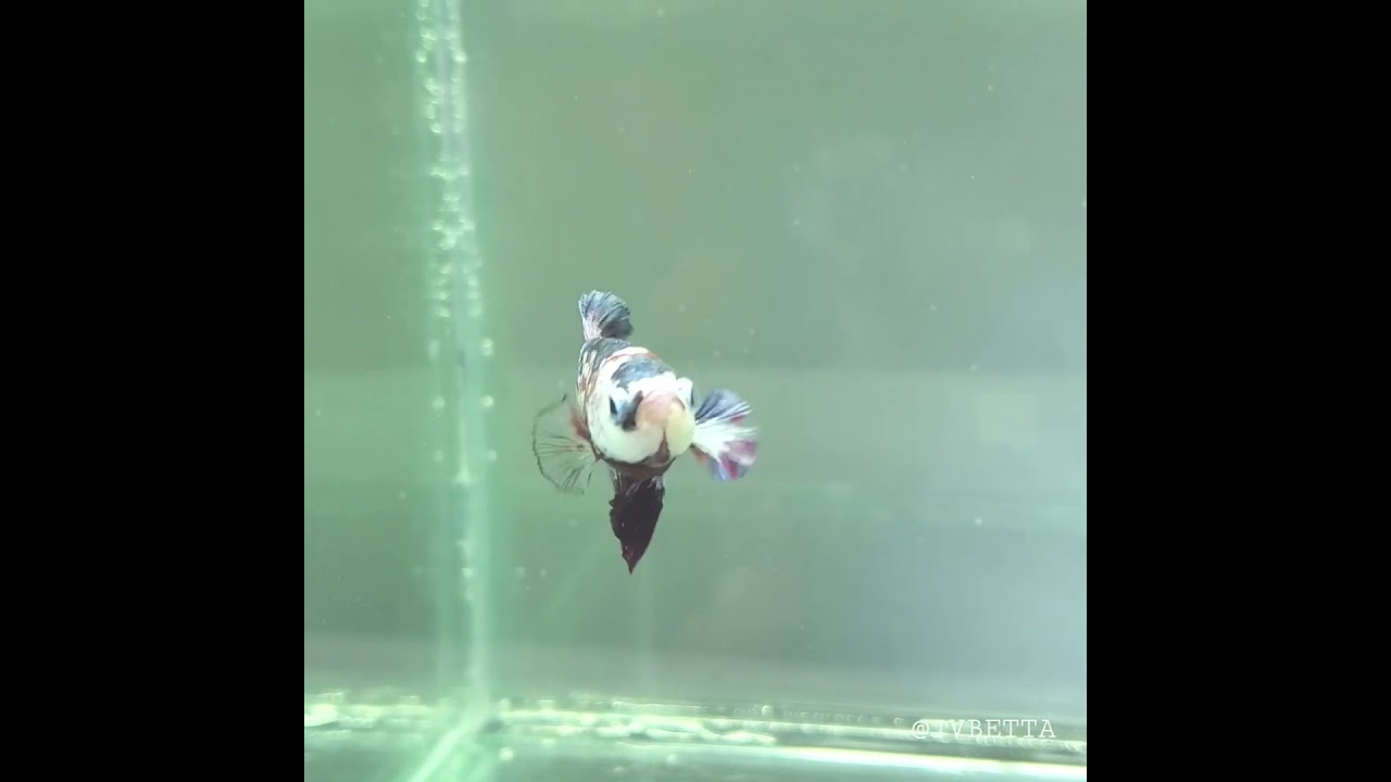 Betta Fish | Betta Fish for Sale | Exotic Betta Fish | Buy Betta Fish Online | JV Betta