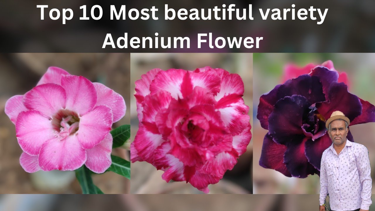 Top 10 Most beautiful variety adenium flower ( Desert Rose ) to grow at home