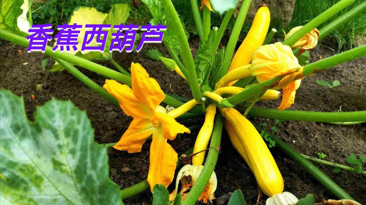 如何种植香蕉西葫芦 How to grow Golden Zucchini 可以吃的花园 第31集 The Edible Garden 31 香蕉西葫芦营养价值高、生长快、产量大、不需搭架、好打理.