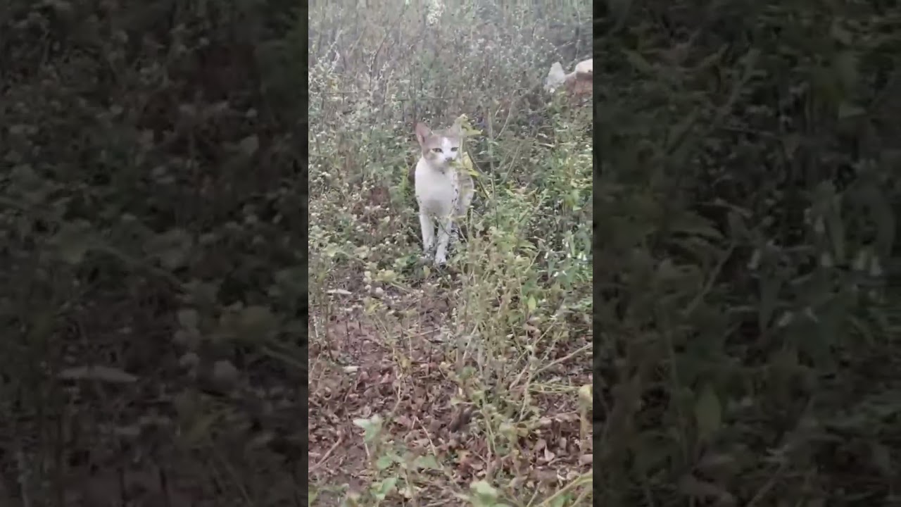 #animalsdubbing #funny