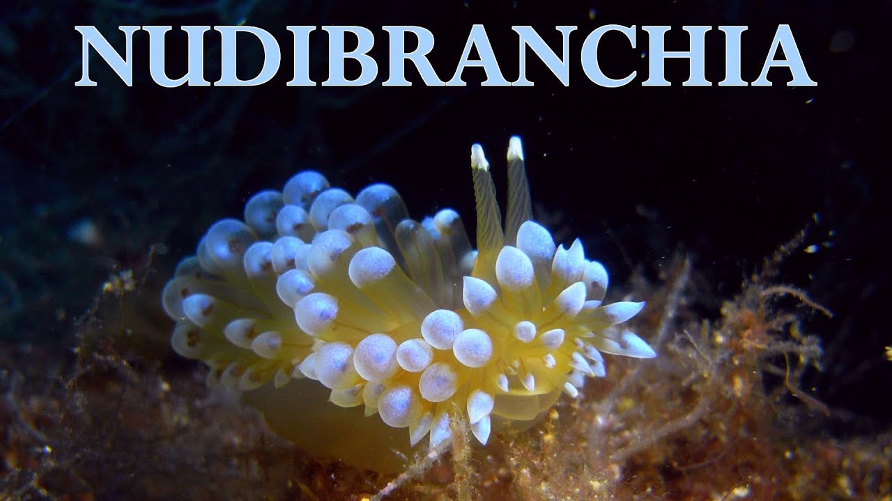 Nudibranchia - 100 described species Nudibranchs & Sea Slugs