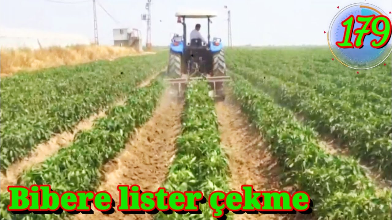 Biber lister çekme . Biber yetiştiriciliği mersin Tarsus baharlı köyü. Biber ekimi bakımı