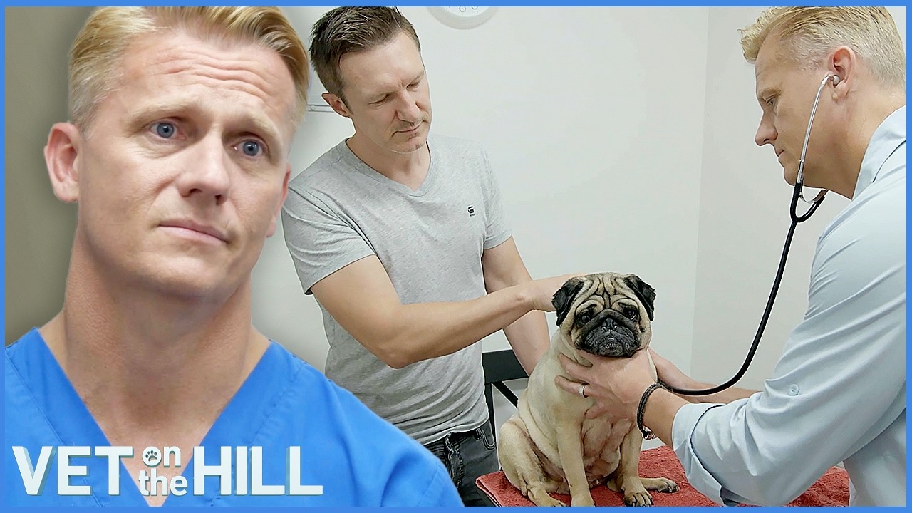 Dr Scott Helping Poor Pug Struggling To Breathe | Vet on the Hill