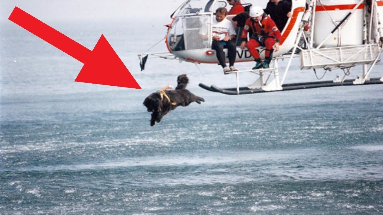 Most HEROIC Dogs That SAVED PEOPLE'S LIVES!