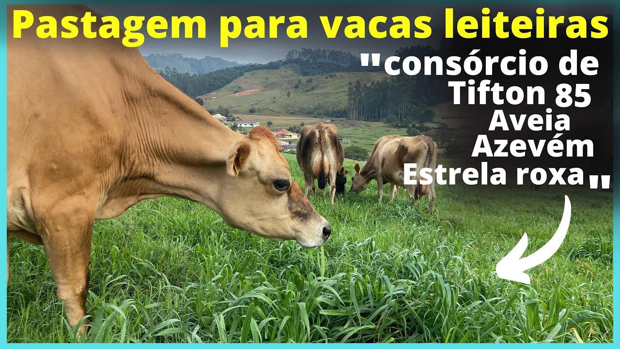 Consórcio de Pastagem para vacas leiteiras  com tifton 85 ,aveia ,azevém e estrela roxa .