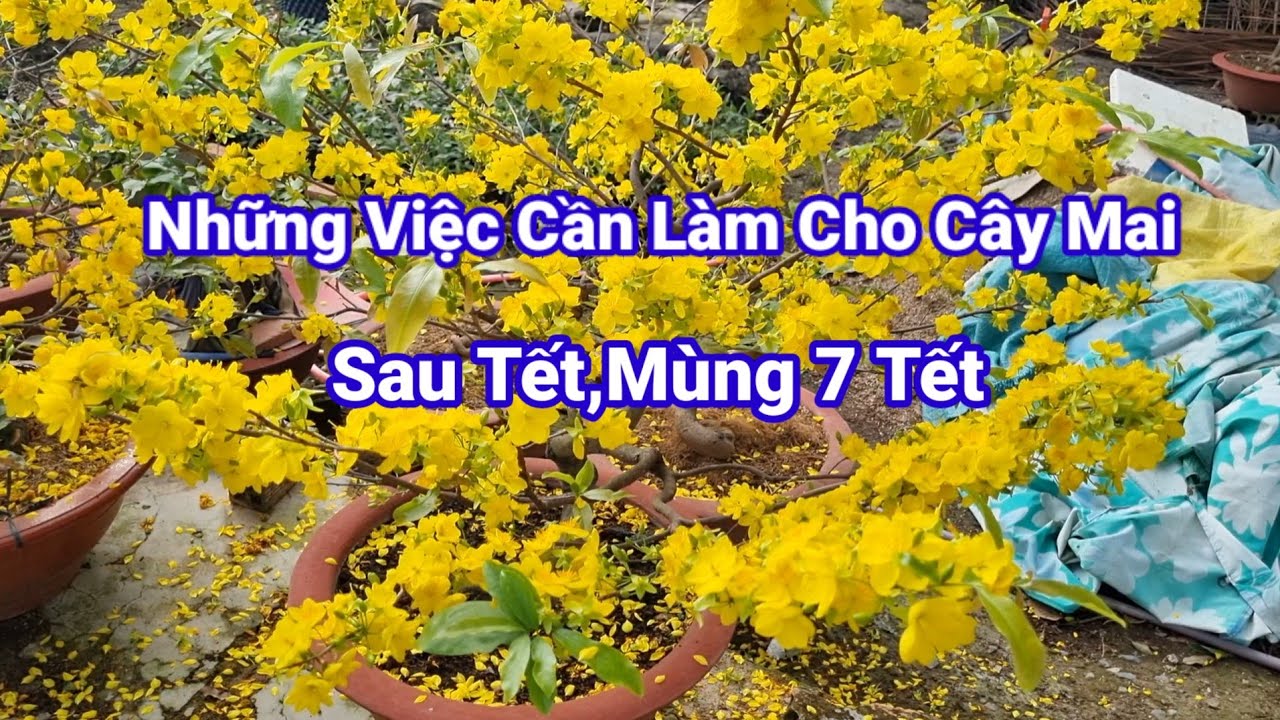 Những Việc Cần L&agrave;m Cho C&acirc;y Mai Sau Khi X&atilde; T&agrave;n Thay Chậu Sau Tết.