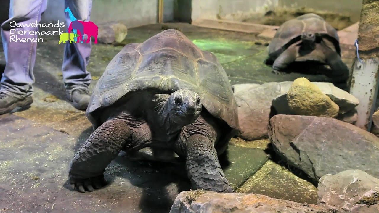 Schildpadden gaan verhuizen!