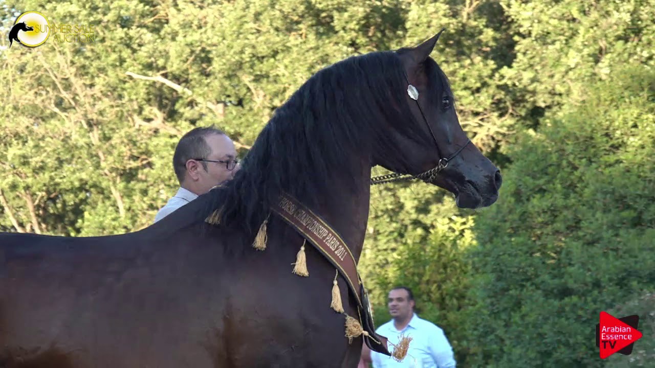 GCA2019 - Stallions Presentation