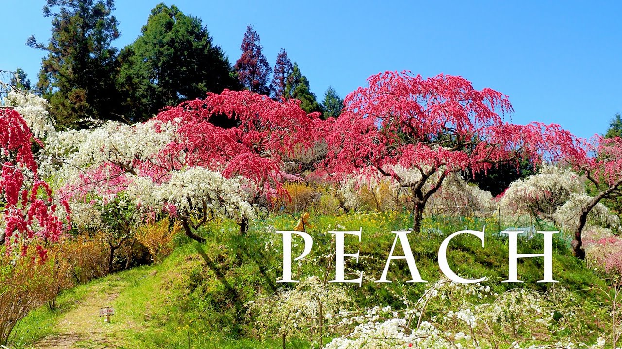【Peach blossoms】 Weeping Peach-trees are in full blossom at TOYOTA（Car City） 2021.#上中のしだれ桃  #4K