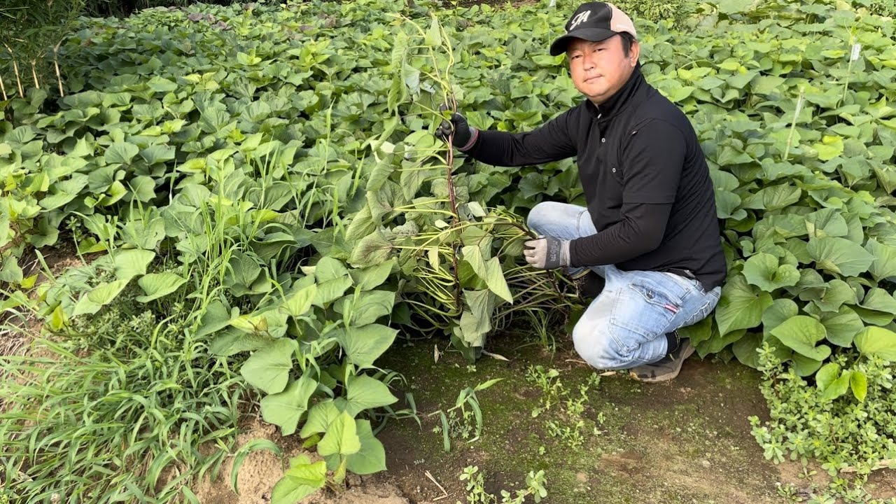 さつまいもつる返しどうする？切っちゃう？つるが伸びすぎた時はコレやると簡単です！23/7/18